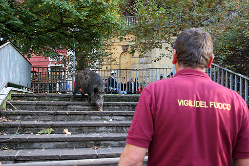 cinghiale (1)