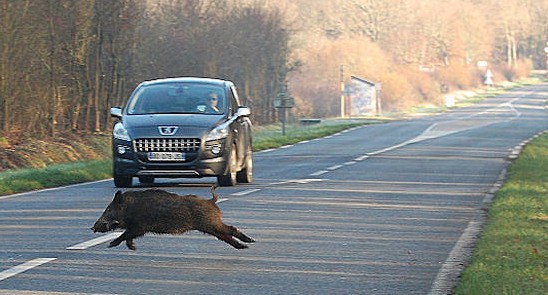 cinghiale su strada - incidenti