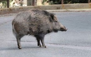 cinghiale