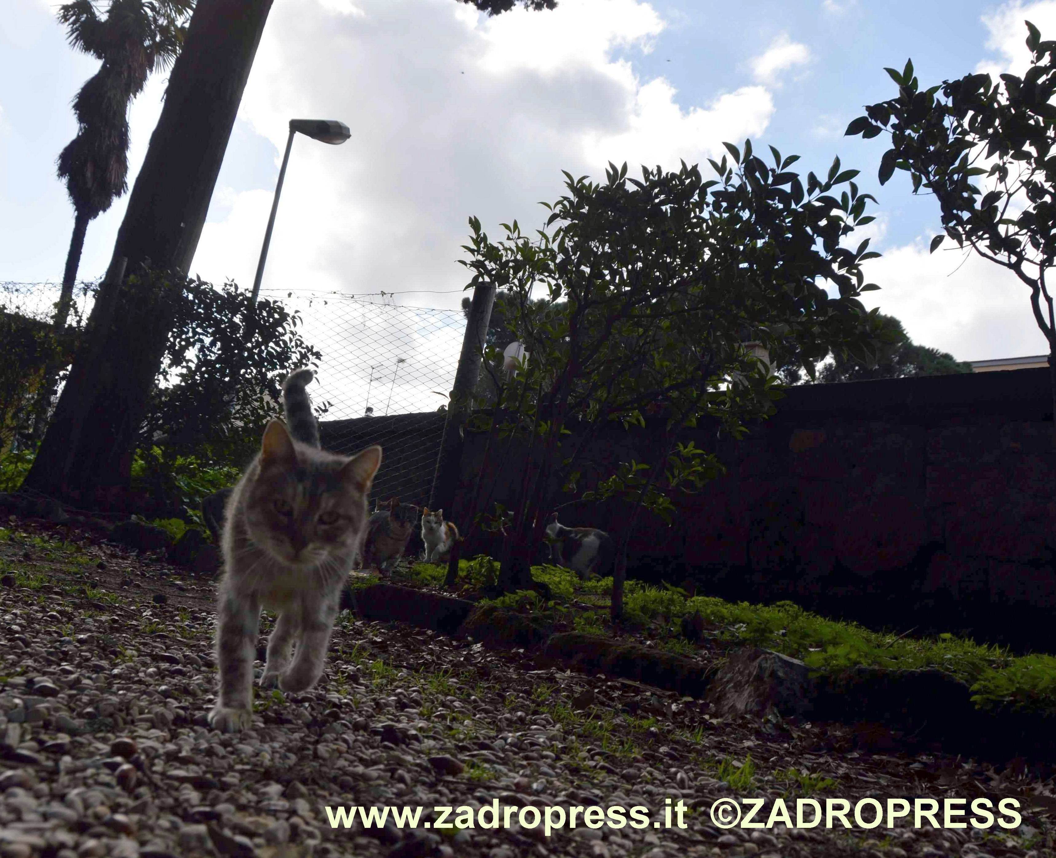 gattiPRATOGIARDINO5