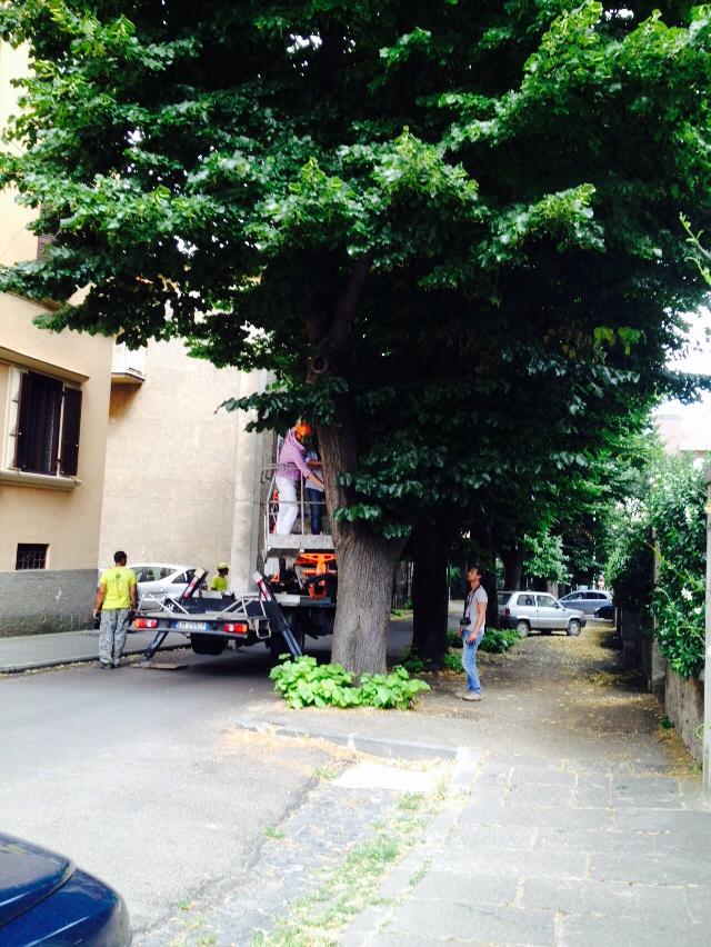 Tigli via Pietro Vanni 05