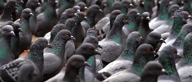 pigeons_1__800_800