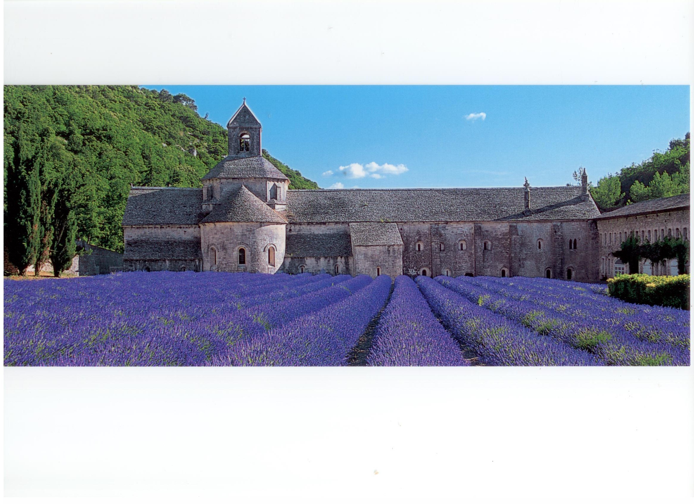 Lavanda