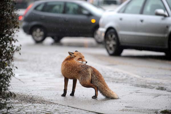 A fox walks over a street in Berlin's ci