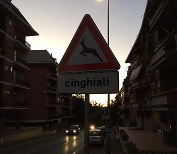 cinghiali 01