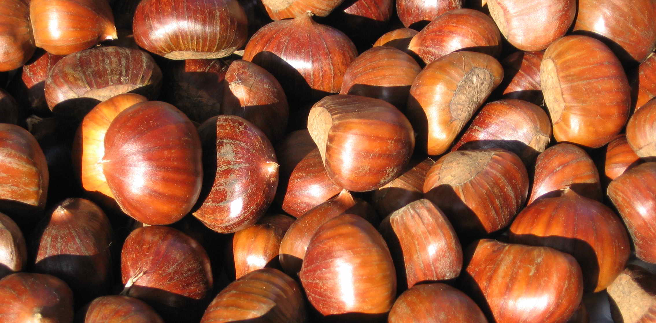 castagne1