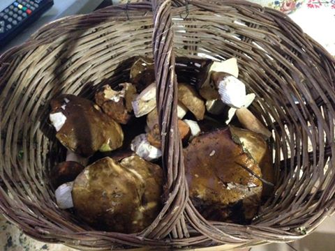 porcini