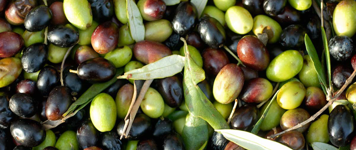 olio