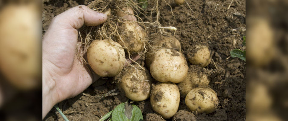 patate