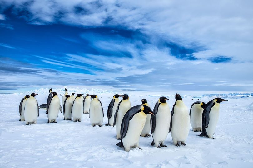 pinguini