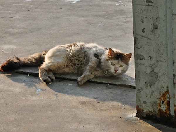 gatto