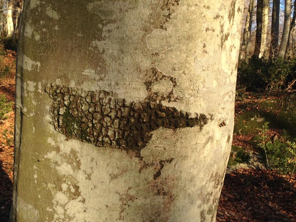 faggio quercia