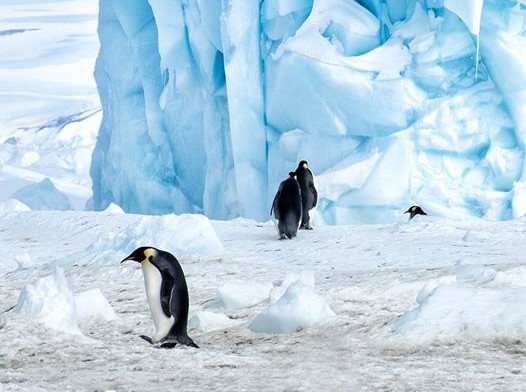 pinguini