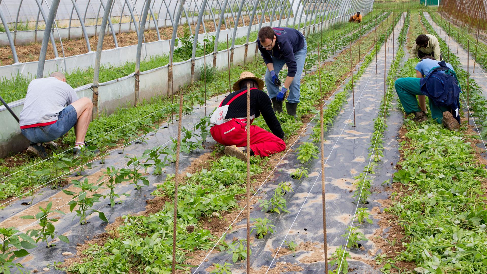 agricoltura sociale