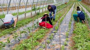 agricoltura