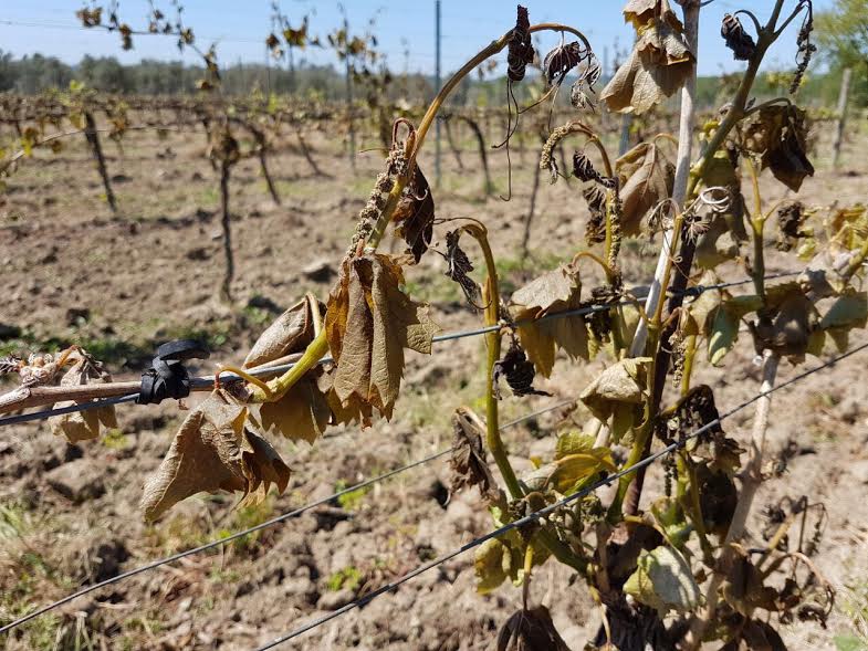 vigna 04