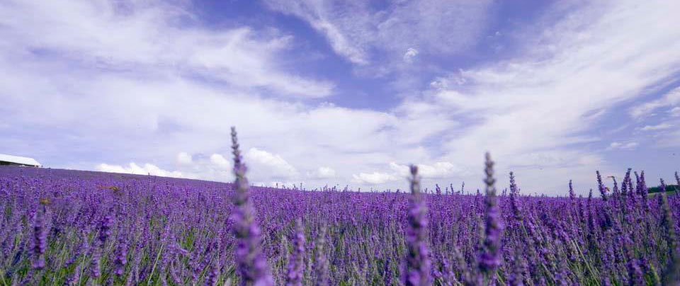 Lavanda