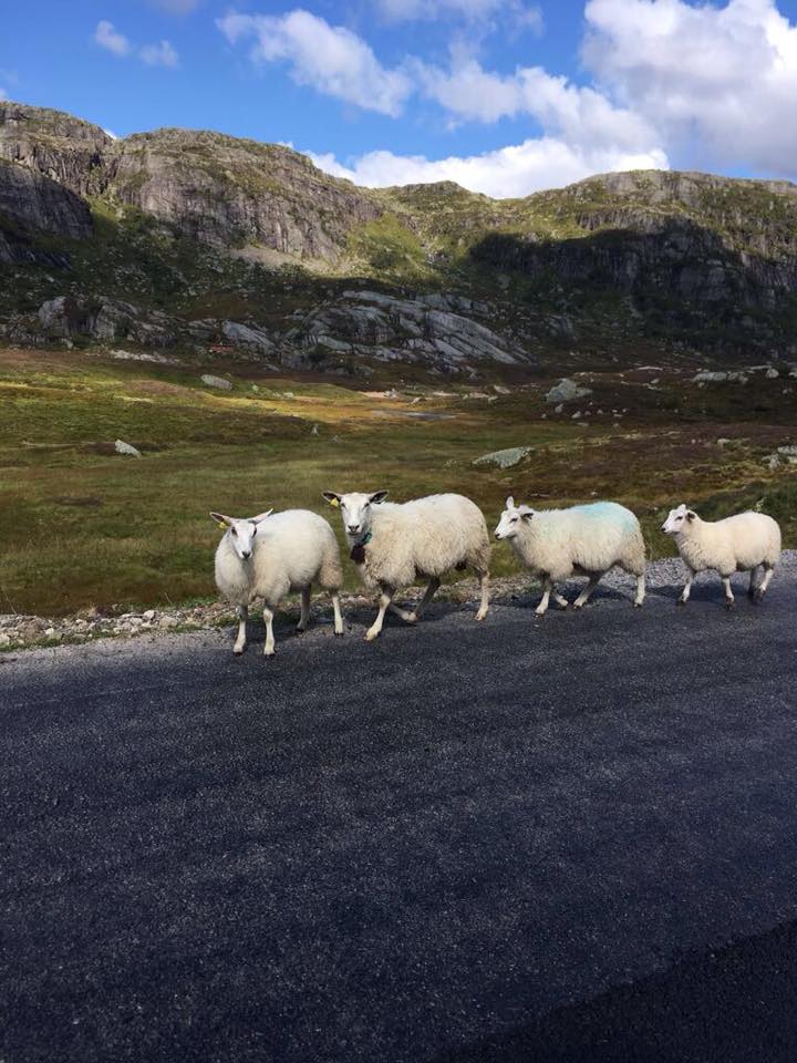 Norvegia 0