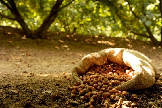 nocciole