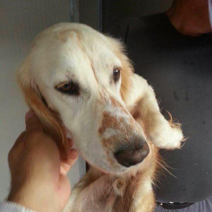 cane bagnoregio