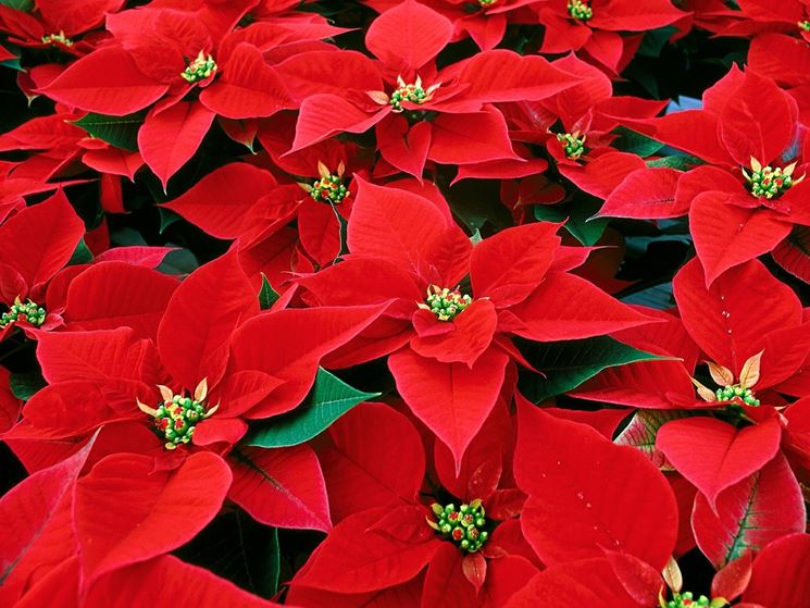 stelle di natale
