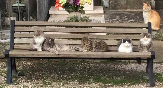 cimitero