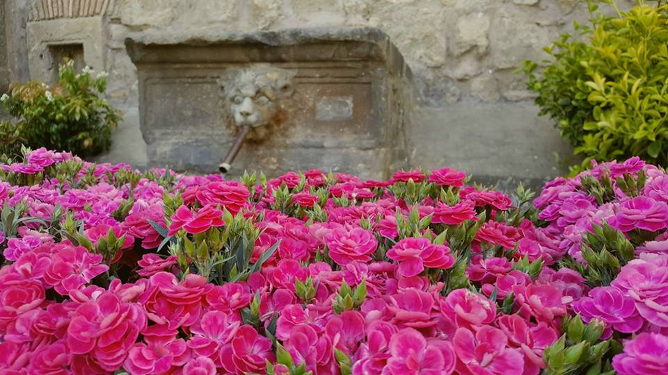 fiore 1