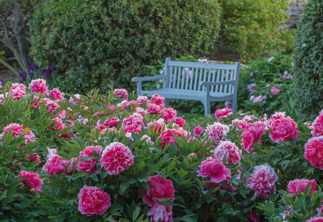 Peonie-1