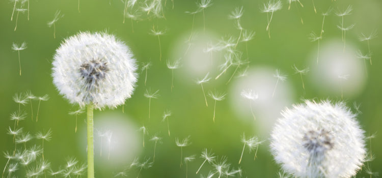 allergia-polline-750x350