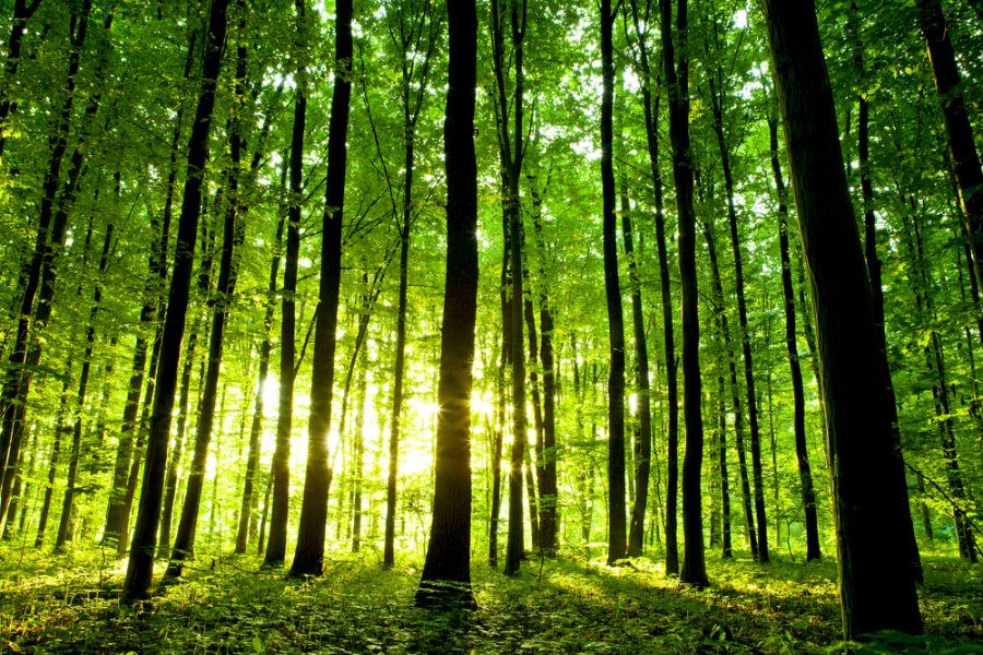 foreste