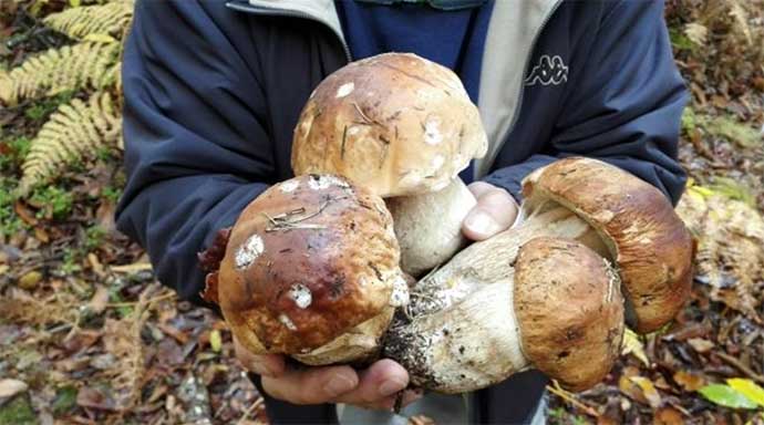funghi-porcini-di-borgotaro-04