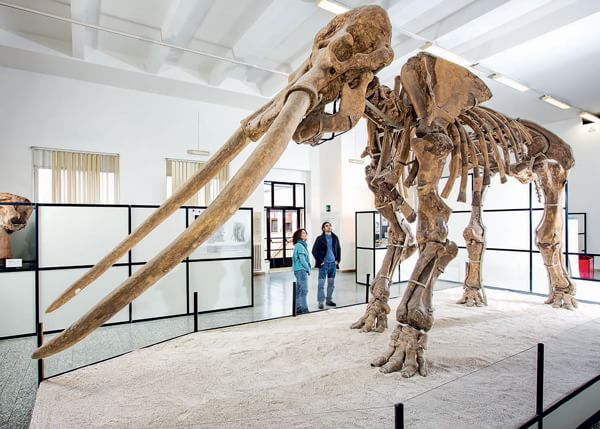 elefante