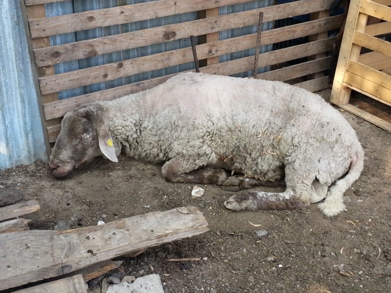Senago sequestro (27)