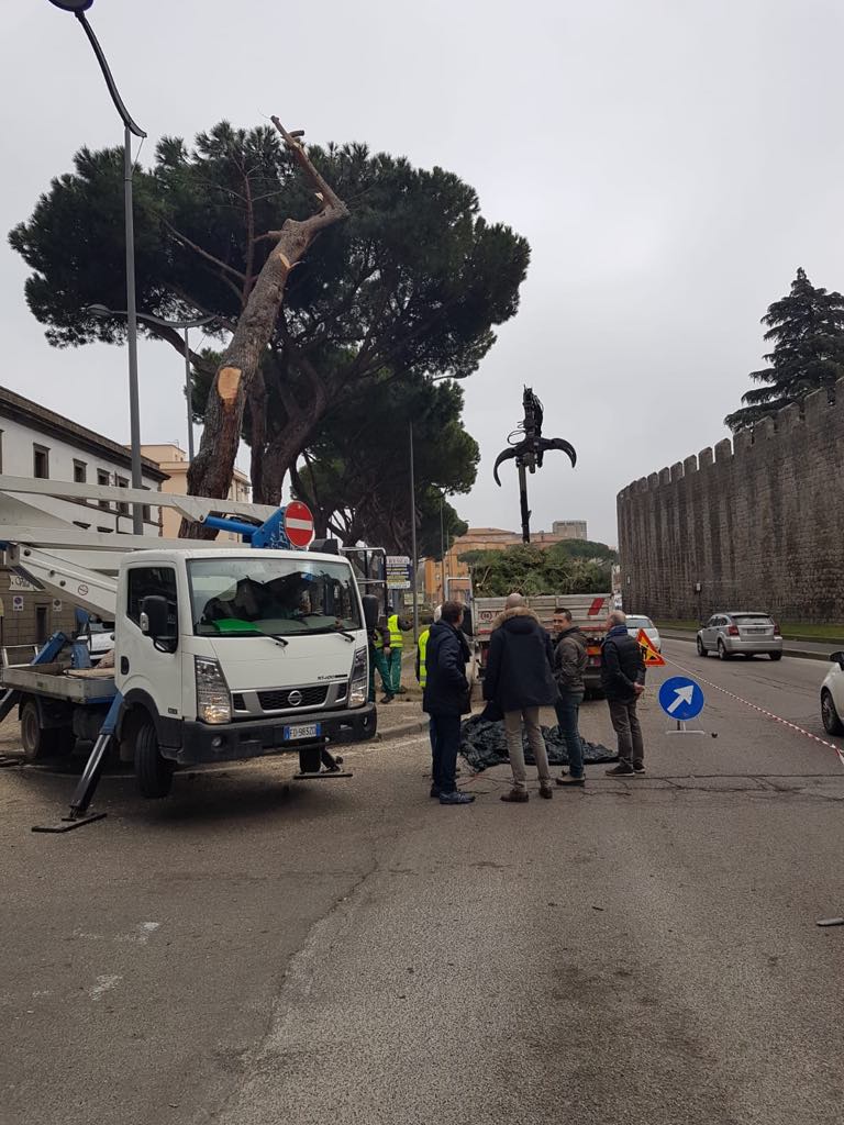 piazzale_gramsci_pini