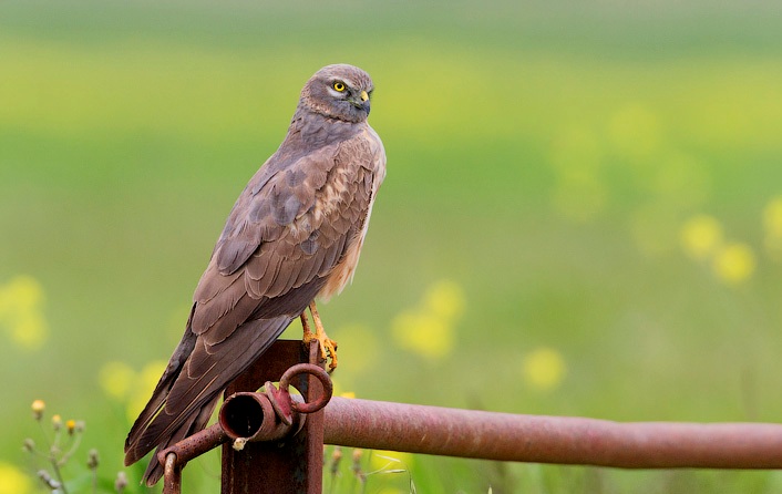 Montagu's Harrier