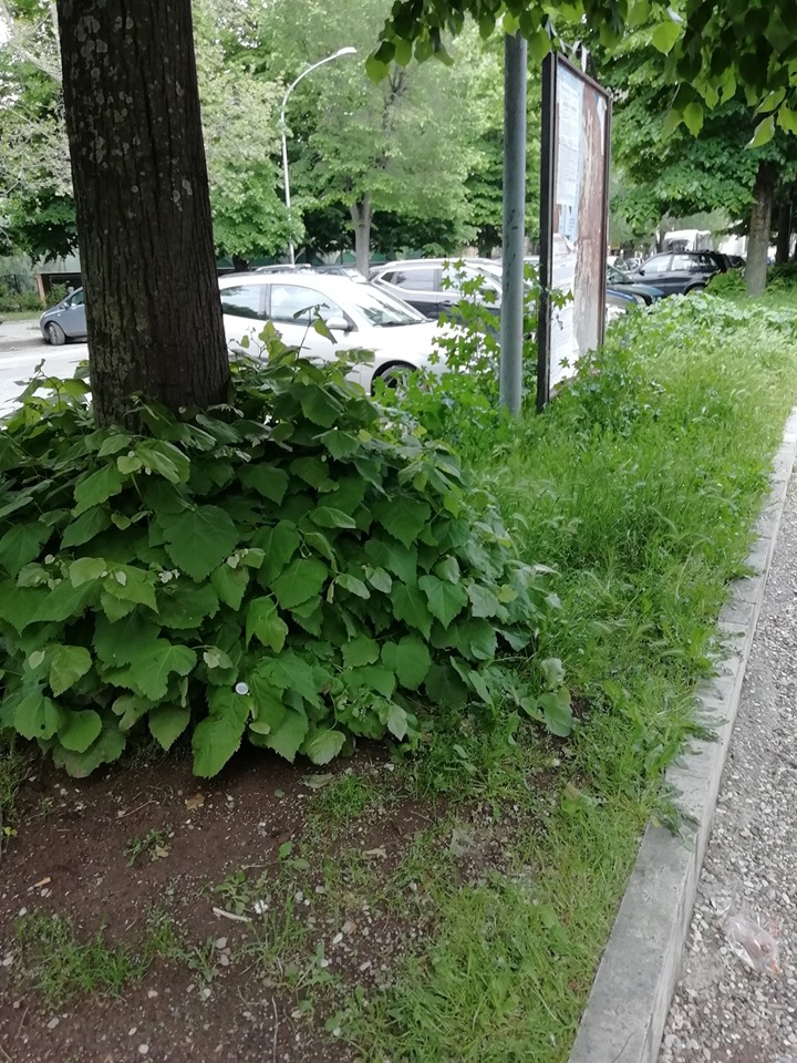 60808011_2935977403086593_8930764676711579648_n