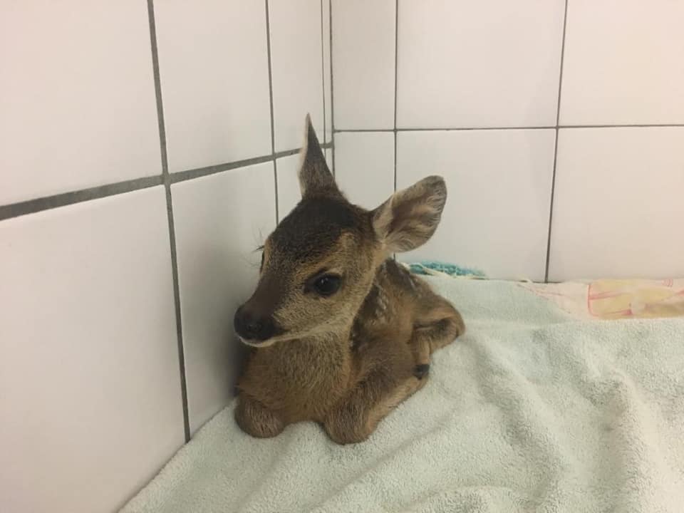 bambi 1