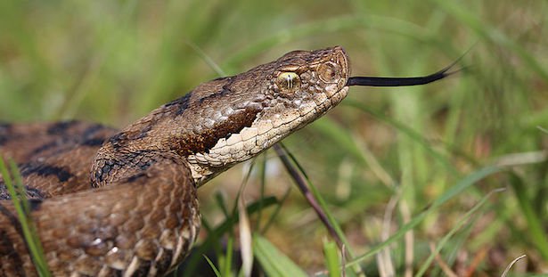 morso-di-vipera