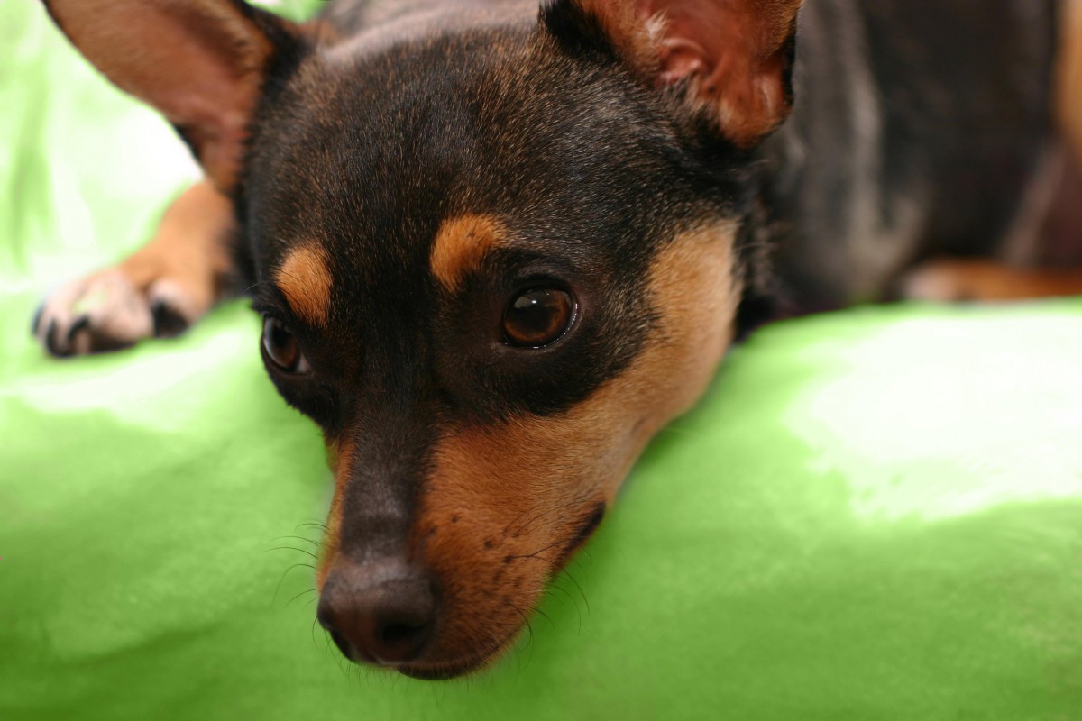 pinscher-storia-e1435924401964