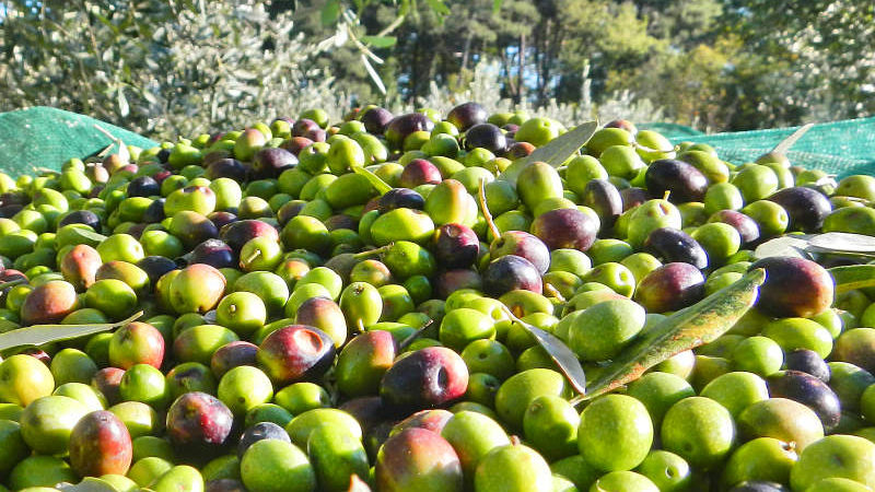 cropped-raccolta-delle-olive