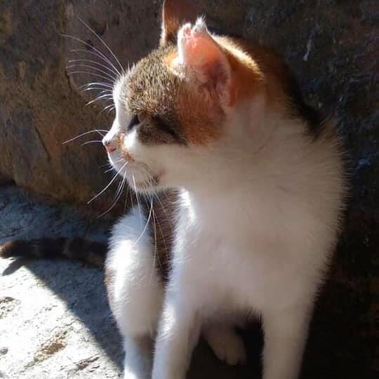 gatto