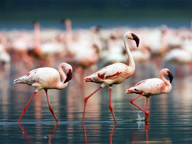 Flamingos