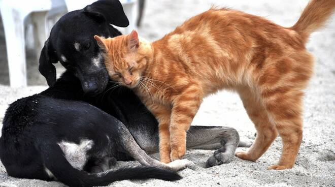 cani-e-gatti-120386.660x368