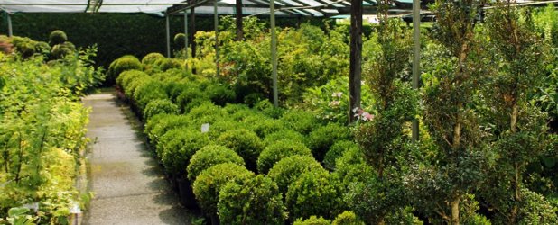 gardin-piante-home-page-gallery-5.cb35ba2c73a1a4370e5da947f80a20f4