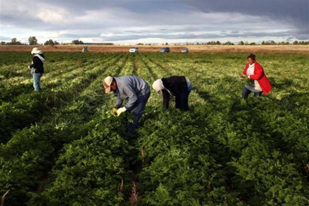 stagionali_agricoltura