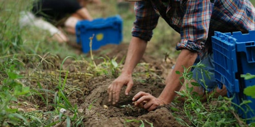 lavoriagricoli