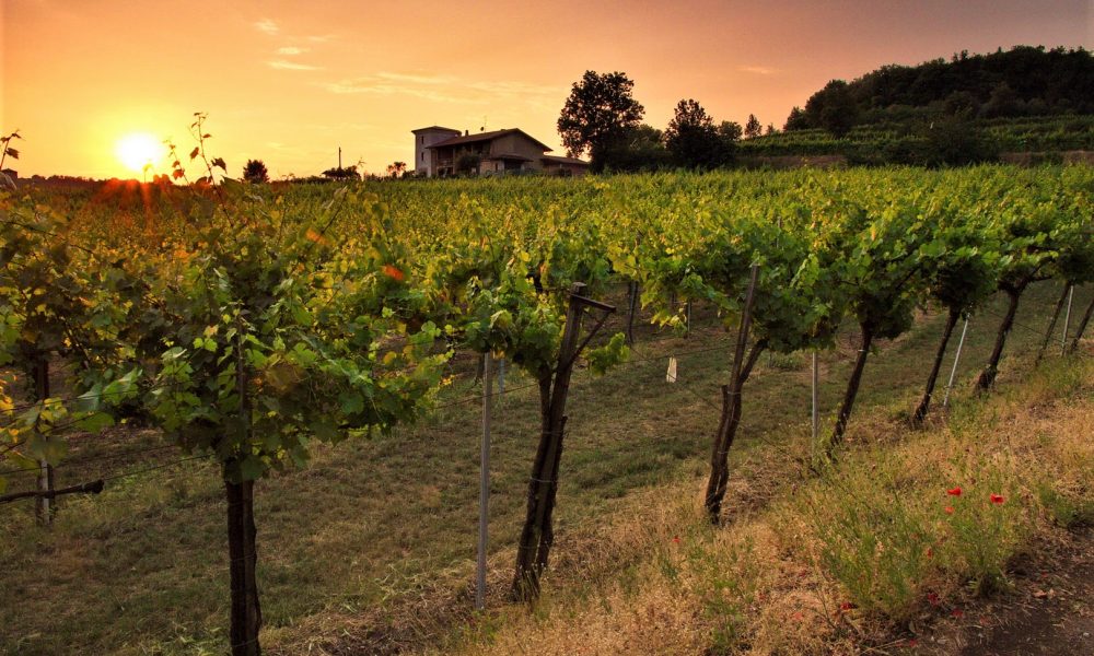 vigneto-san-silvestro-reggia-di-caserta-1000x600
