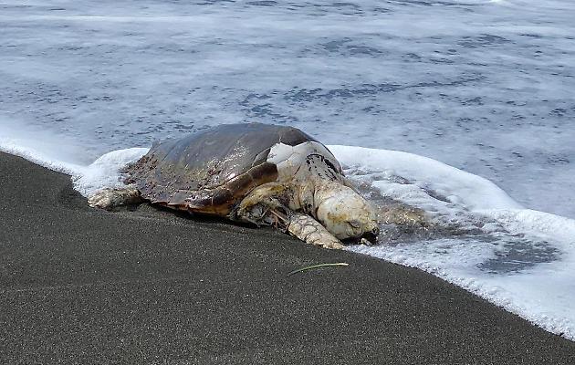 1591619842607.jpg--tartaruga_caretta_caretta_morta_trovata_sulla_spiaggia