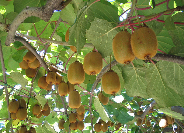 Kiwi