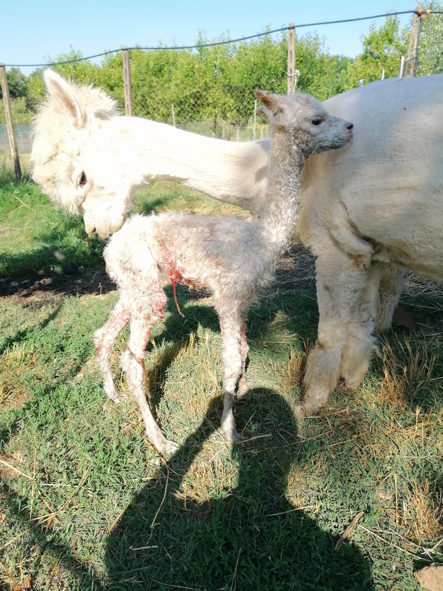 alpaca